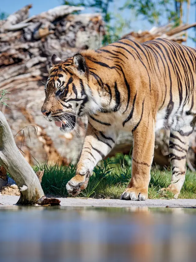 Zoo De La Fleche V. Corvasier 7 Large