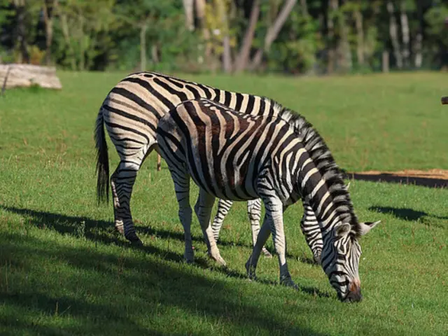 Zoo De La Fleche Large