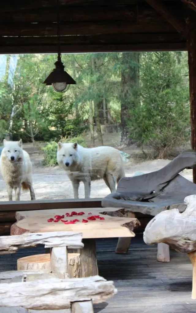 Zoo De La Fleche Safari Lodges 3 Large