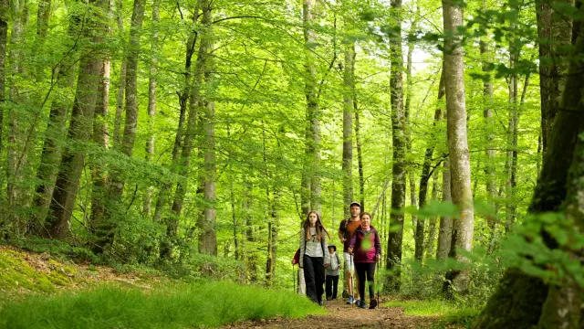 Foret De Berce 2024 Pascal Beltrami 6 Large