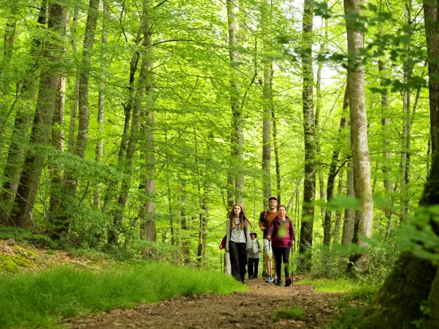 Foret De Berce 2024 Pascal Beltrami 6 Large