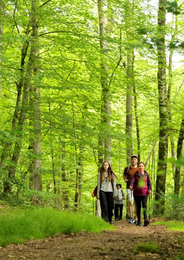 Foret De Berce 2024 Pascal Beltrami 6 Large