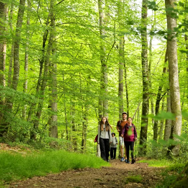 Foret De Berce 2024 Pascal Beltrami 6 Large