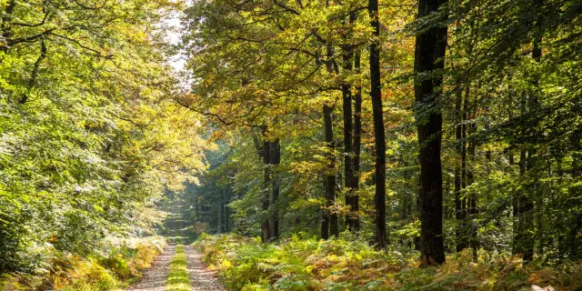 Forêt de Bercé (72)