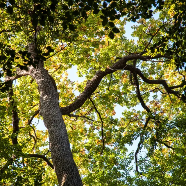 Forêt de Bercé (72)