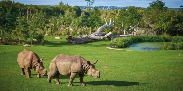 Zoo De La Fleche S.cordier 2 Large