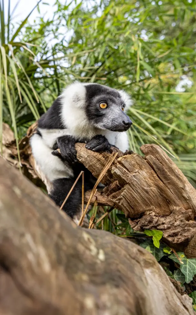 Zoo De La Fleche Steve Fanouillet6 Large