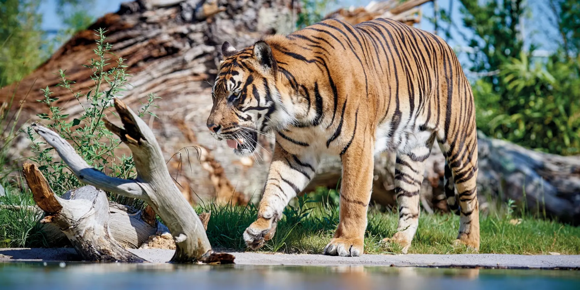 Zoo De La Fleche V. Corvasier 7 Large