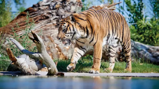 Zoo De La Fleche V. Corvasier 7 Large