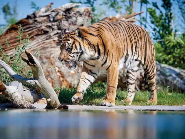 Zoo De La Fleche V. Corvasier 7 Large