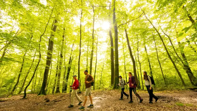 Randonnee Foret De Berce®2024 Pascal Beltrami 5 Large