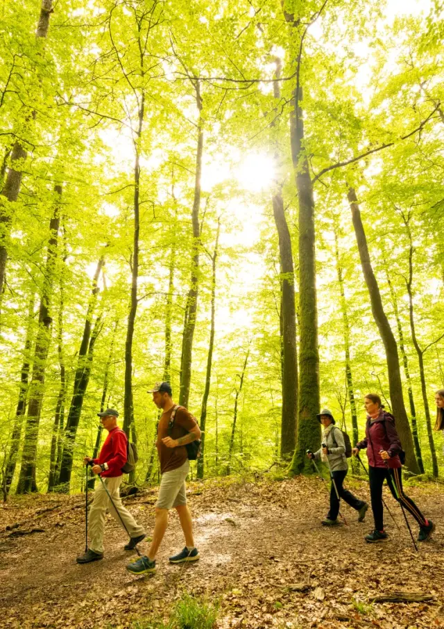 Foret De Berce Pascal Beltrami 3 Large 1