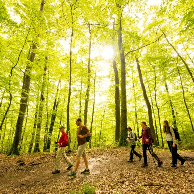 Foret De Berce Pascal Beltrami 3 Large 1