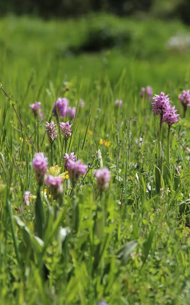 Rnr Cafort Luche Pringe 3