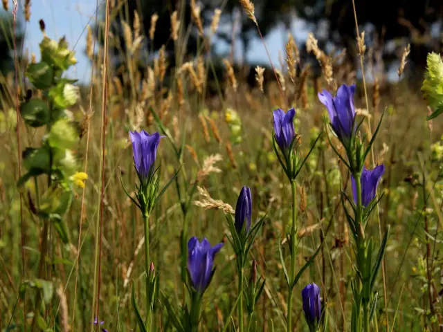 Gentiane Pneumonanthe 2