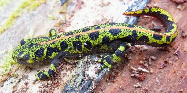 Rnr166 Triturus Marmoratus Siga Wikipedia