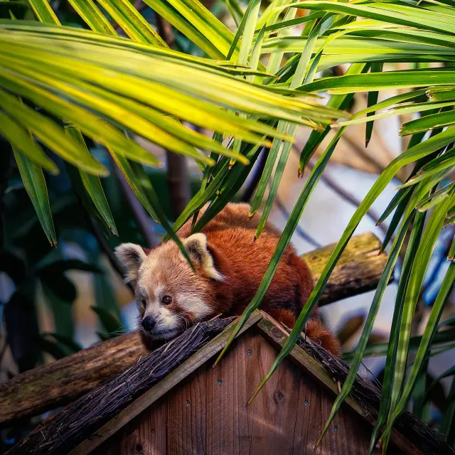 Instagram #zoodelafleche