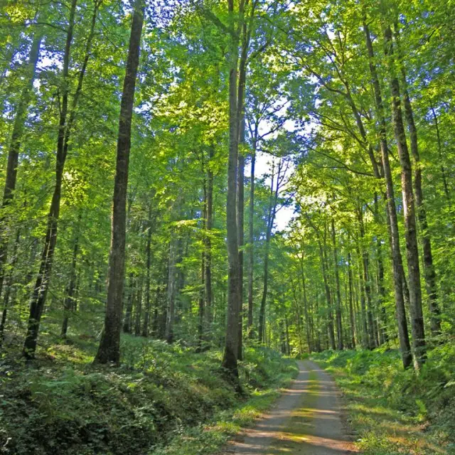 Journee Internationale Des Foret Onf