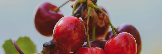 Cerises