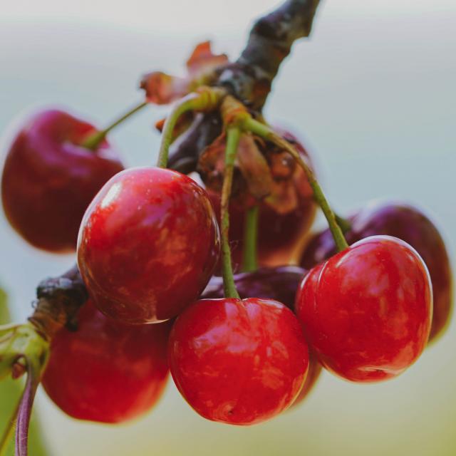 Cerises de Céret : de superbes fruits à consommer tout l'été !