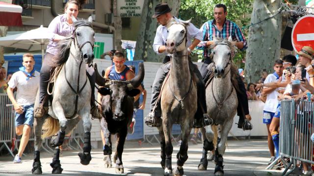 Féria Céret lâcher de vachettes