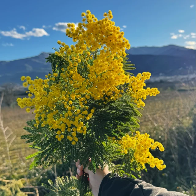 Mimosa - Céret