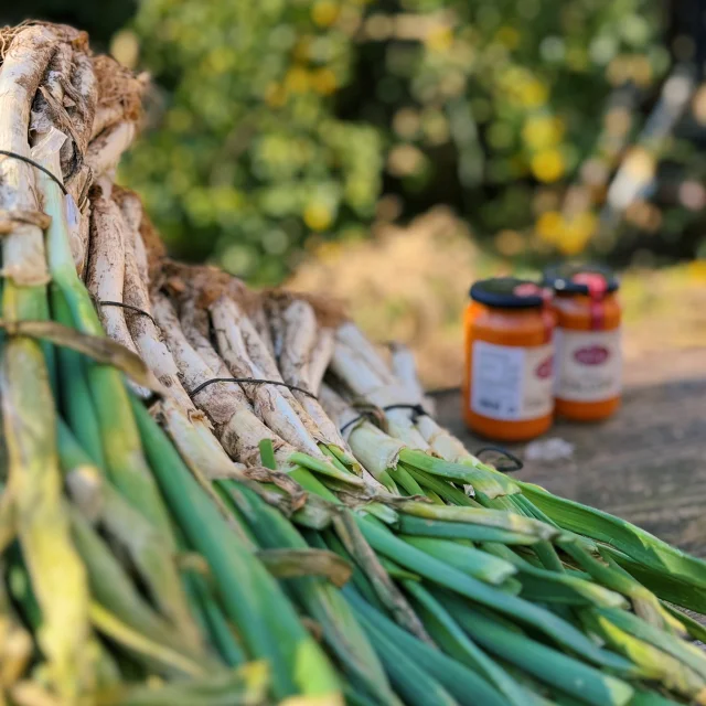 Calçots