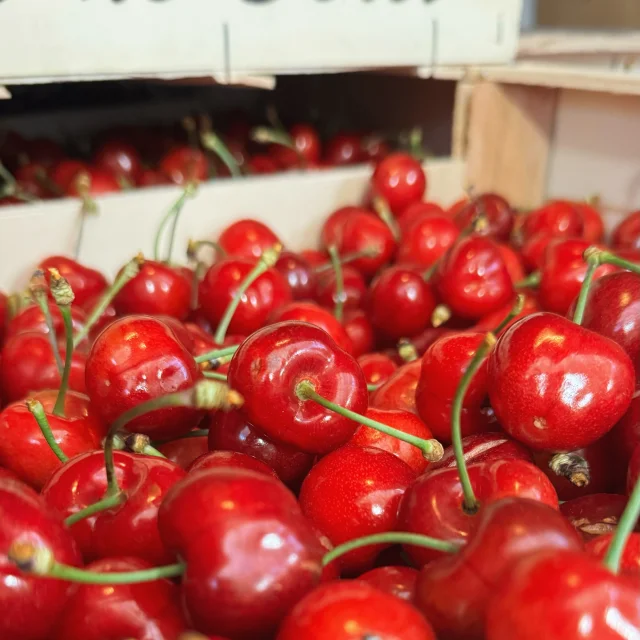 Cerises - Céret