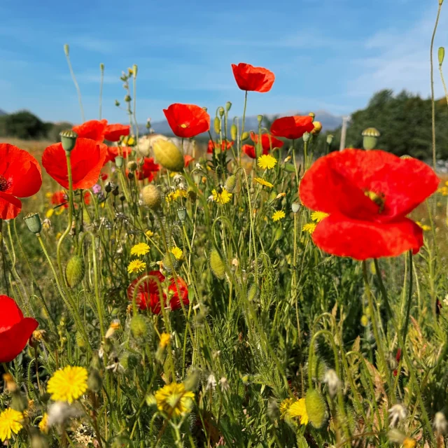 Coquelicot