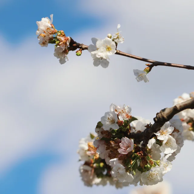 Cerisiers en fleurs - Céret