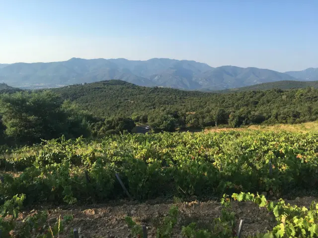 Vignoble Domaine Jaca