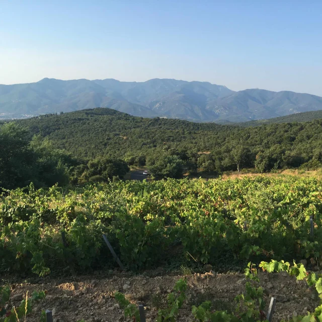Vignoble Domaine Jaca