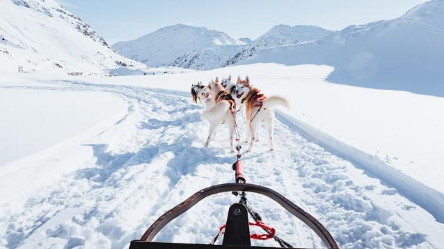 Chiens de traineaux à Vars