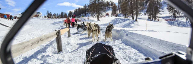 Chiens de traineaux à Vars