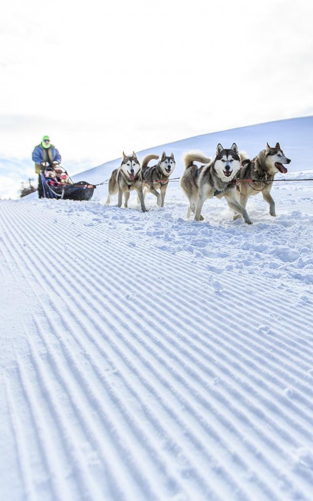 Chiens de traîneaux à Vars