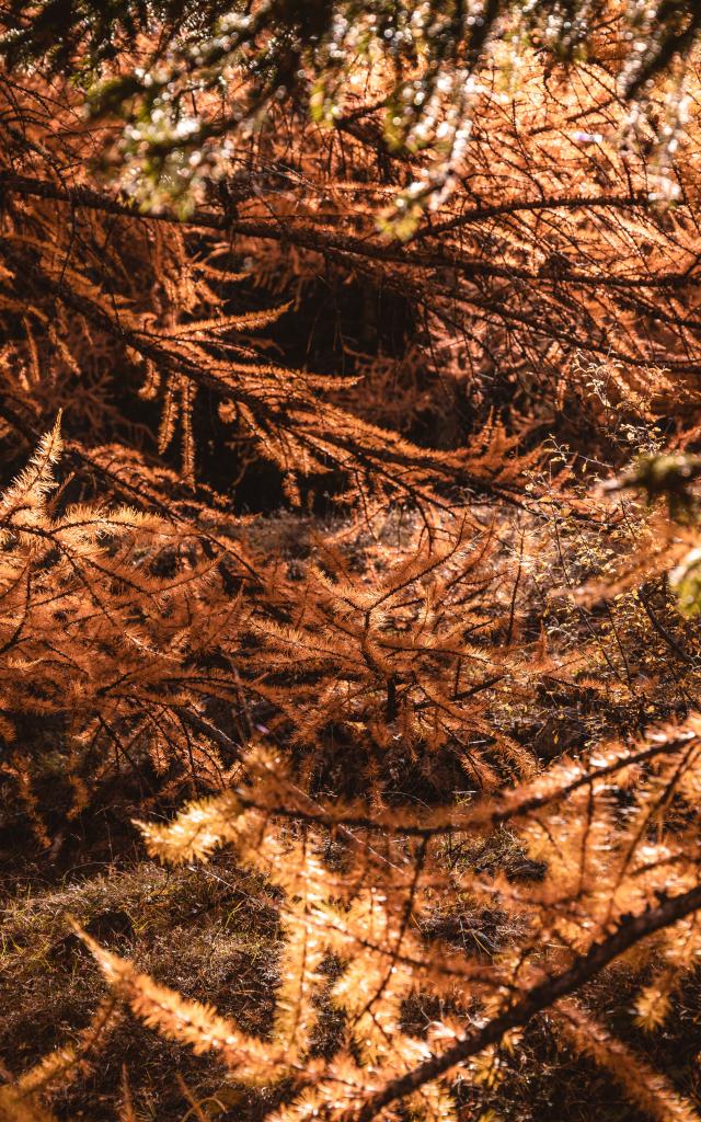 L'automne et ses couleurs flamboyantes au Val D'Escreins