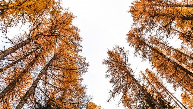 Les couleurs flamboyantes de l'automne à Vars