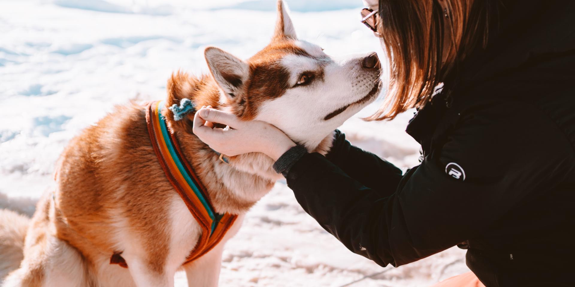 Chiens De Traineaux
