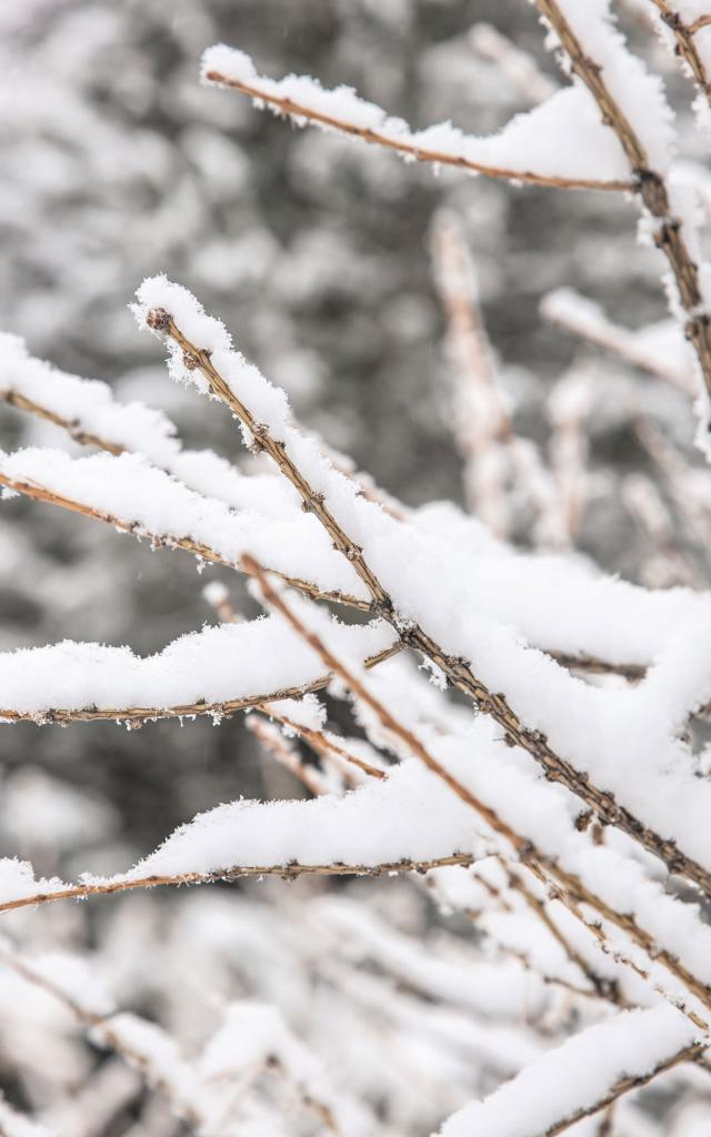 Chutes de neige sur le domaine skiable
