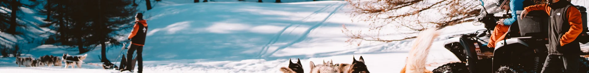 Chiens de traineaux à Vars