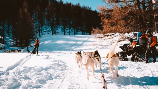 Chiens de traineaux à Vars