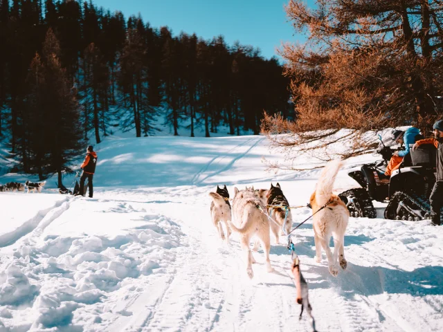 Chiens de traineaux à Vars