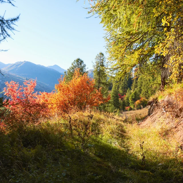 Vars Autunno Vp 41bd
