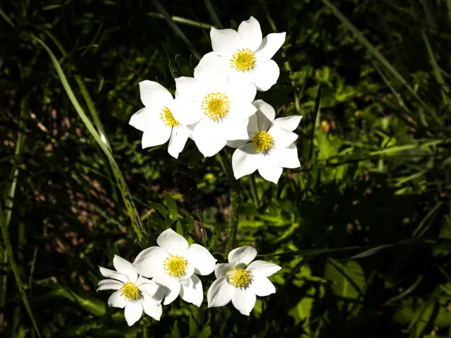 Anémones blanches
