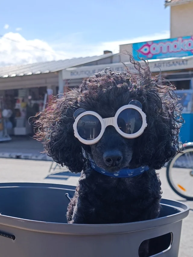 Monta dog friendly