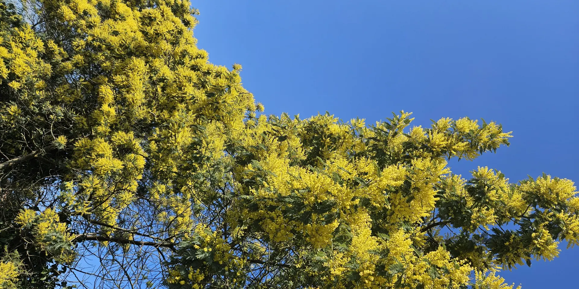 Printemps à Montalivet mimosas en fleurs et ciel bleu.