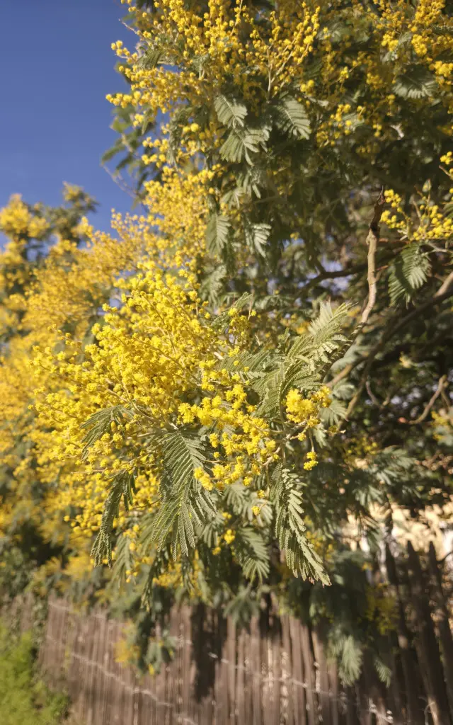 Le mimosa, symbole de l'arrivée du printemps et du soleil