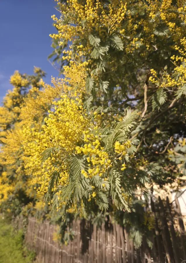 Le mimosa, symbole de l'arrivée du printemps et du soleil