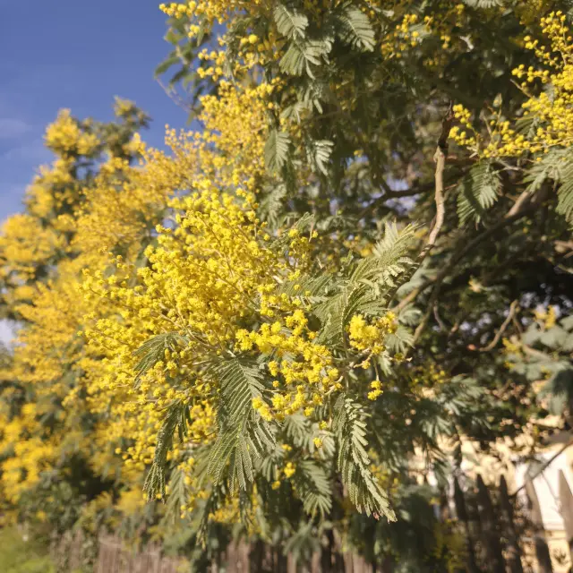 Le mimosa, symbole de l'arrivée du printemps et du soleil