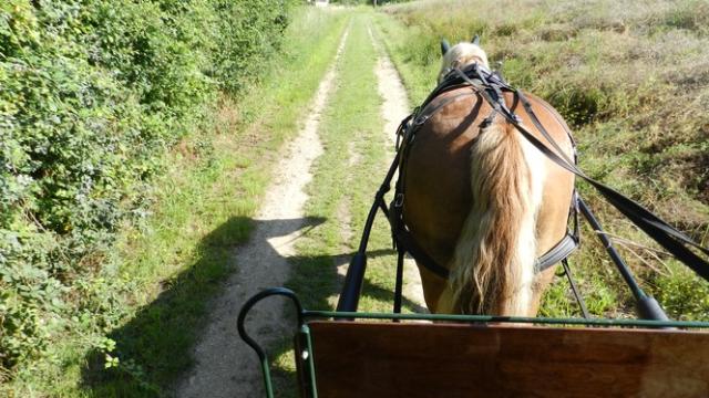 Balade en calèche dans les vignes de Thoré-la-Rochette